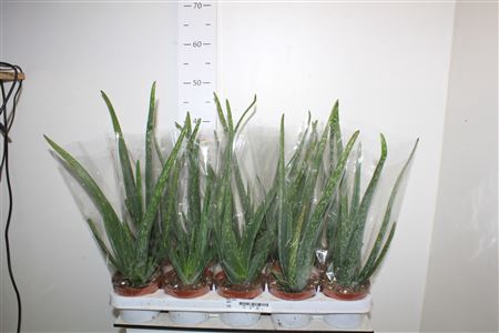 <h4>Aloe Vera</h4>