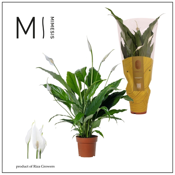 <h4>Spathiphyllum Sweet Chico</h4>