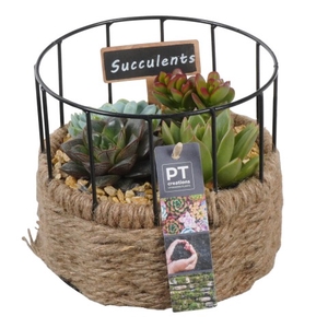 PTSU6161 Arrangementen succulenten