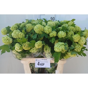 Viburnum Roseum St