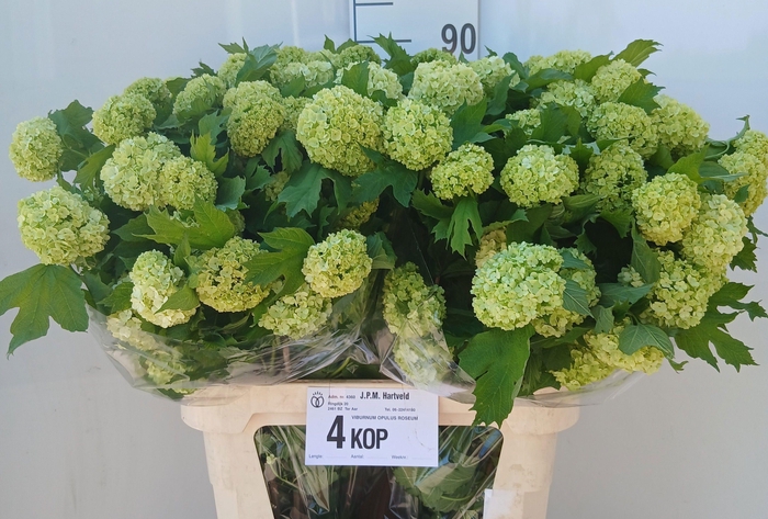 <h4>Viburnum Roseum St</h4>