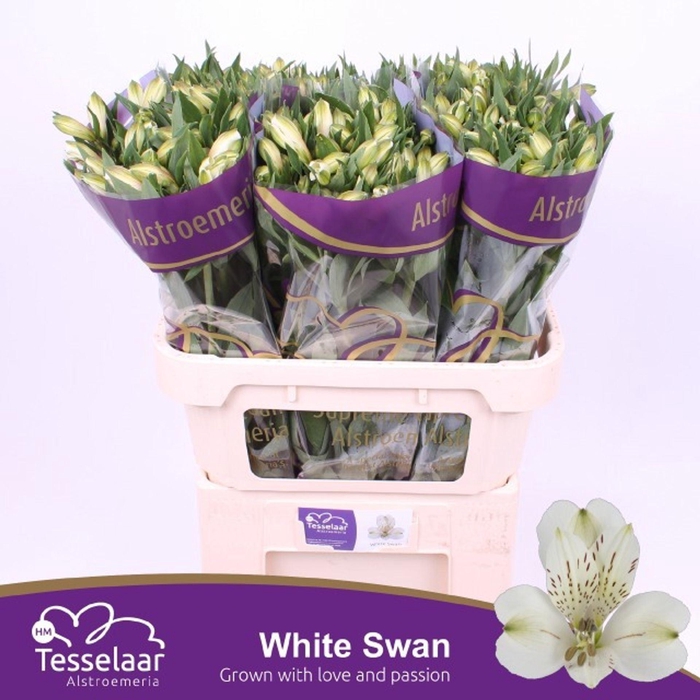 <h4>Alstr White Swan</h4>