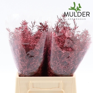 ASP DE CWEBE KLB  H%