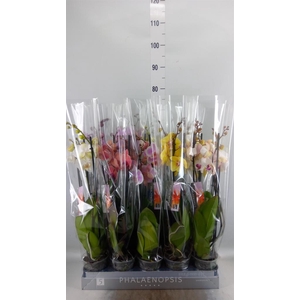 Phalaenopsis   ...mix  7
