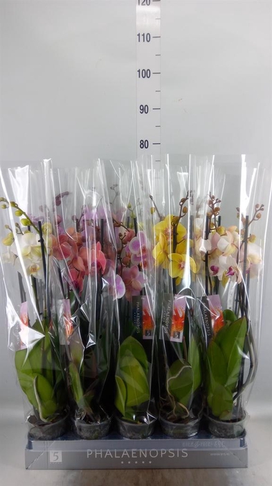<h4>Phalaenopsis ...mix 7</h4>