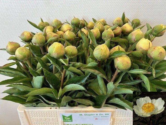 <h4>PAEO CLAIRE DE LUNE</h4>