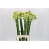 Ornithogalum Saundersiae