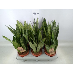 Sansevieria zeylanica