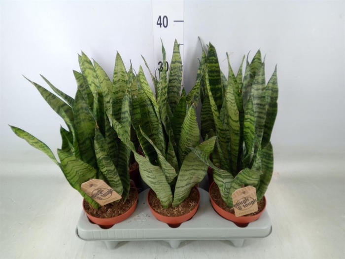 <h4>Sansevieria zeylanica</h4>