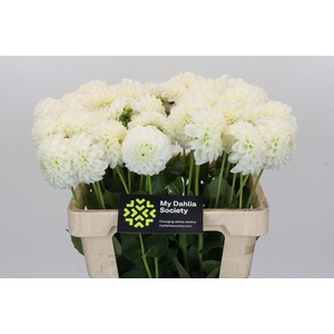 Dahlia Ice Ice Baby