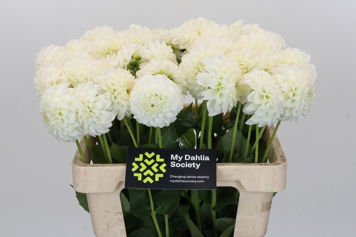 <h4>Dahlia Ice Ice Baby</h4>
