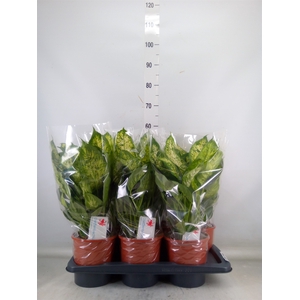 Dieffenbachia  'Compacta'