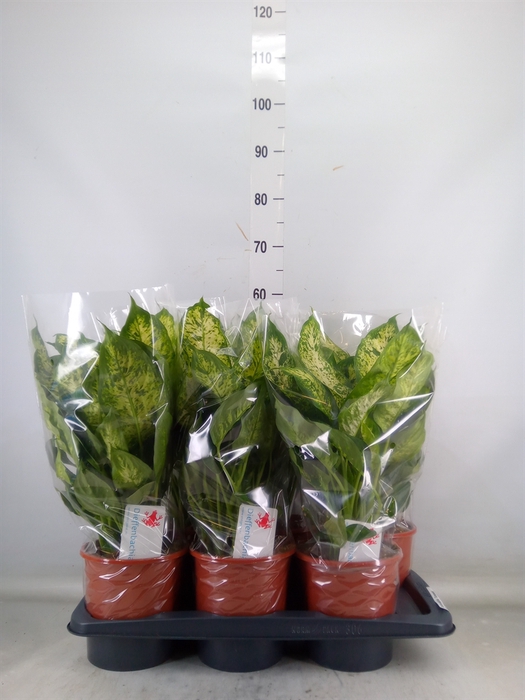 <h4>Dieffenbachia  'Compacta'</h4>