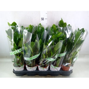 Zamioculcas zamiifolia