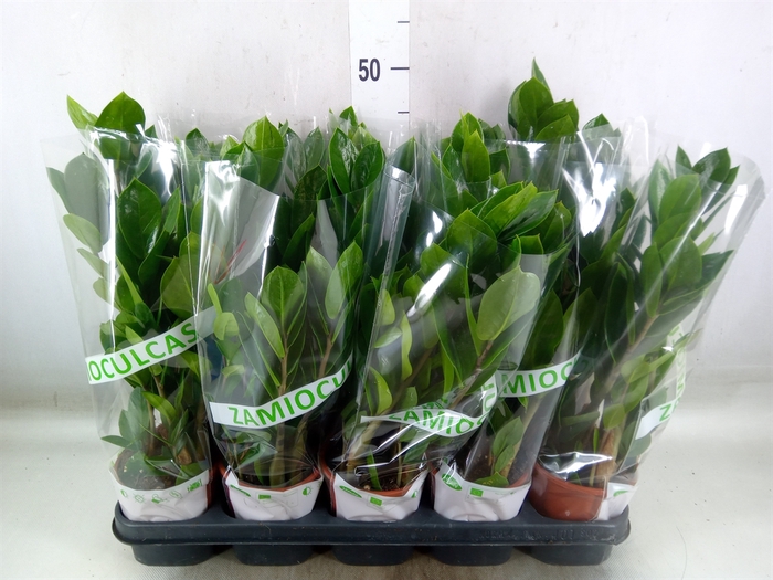 <h4>Zamioculcas zamiifolia</h4>
