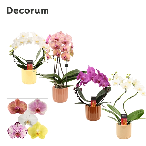 <h4>Phalaenopsis vormen mix 2 tak in Liam (Coffee blend-collection)</h4>
