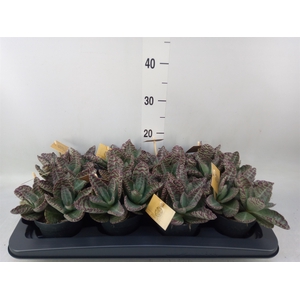 Kalanchoe humilis 'Surpris Desert'