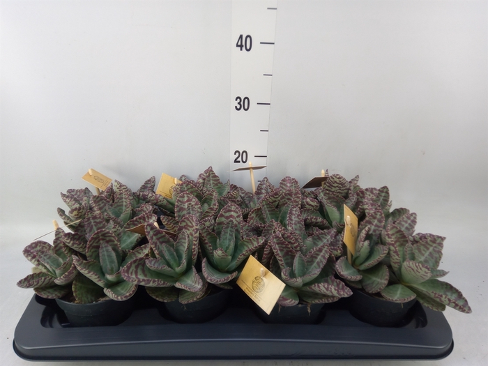<h4>Kalanchoe humilis 'Surpris Desert'</h4>