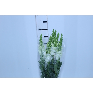 BOCA DE LEAO POTOMAC WHITE 070 CM