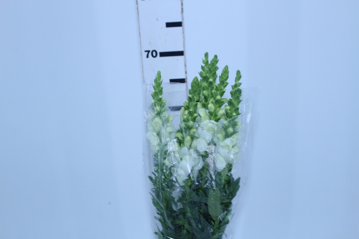 BOCA DE LEAO POTOMAC WHITE 070 CM