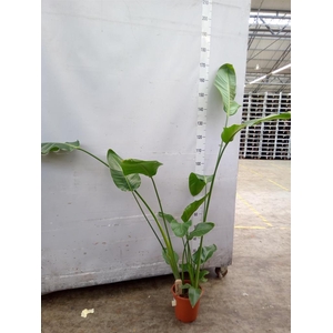 Strelitzia nicolai