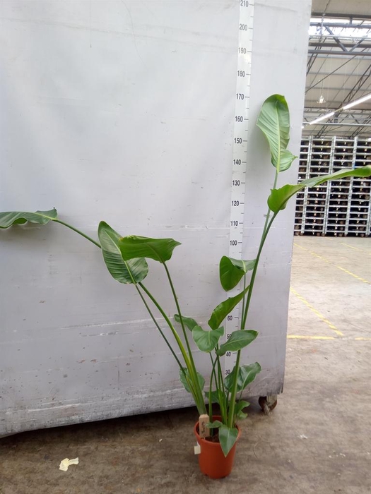 <h4>Strelitzia nicolai</h4>
