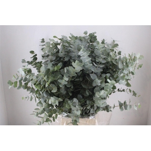 Euca Cinerea 300gr P Bunch