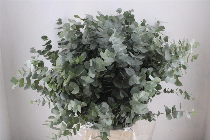 <h4>Euca Cinerea 300gr P Bunch</h4>