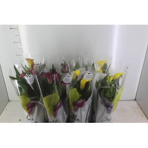 CALLA COLORIDA P14