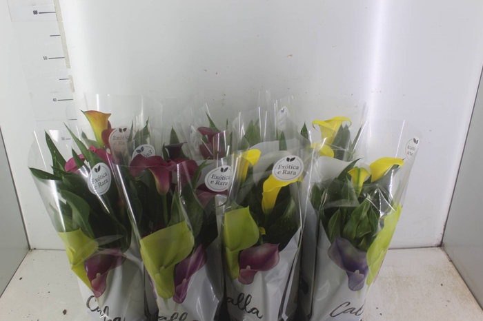 <h4>CALLA COLORIDA P14</h4>