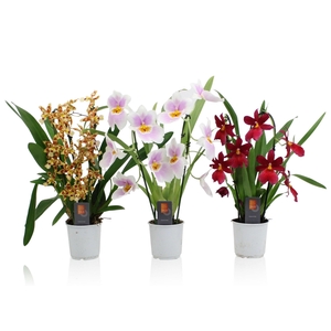 Inca Orchid mix Duo Cascade 9cm