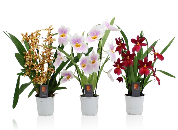 <h4>Inca Orchid mix Duo Cascade 9cm</h4>