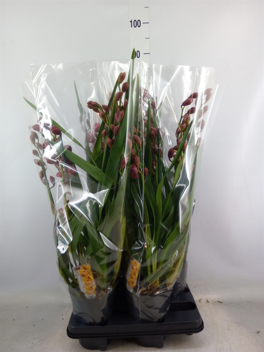 <h4>Cymbidium   ...</h4>