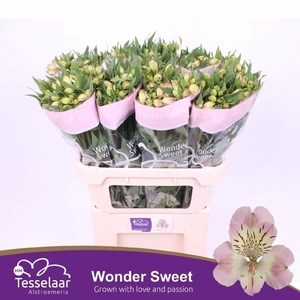 ALSTR WONDER SWEET