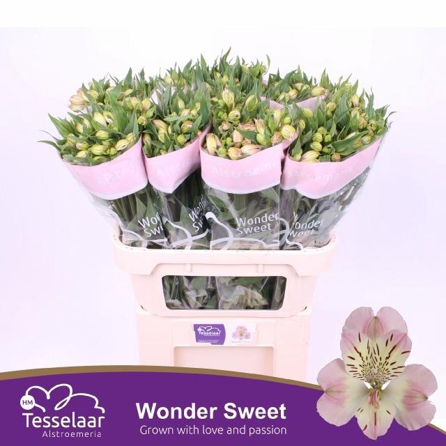 <h4>ALSTR WONDER SWEET</h4>