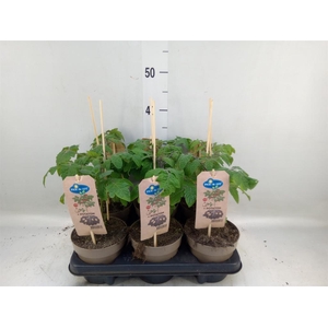 Solanum lycopersicum   ...