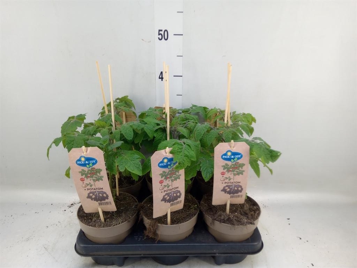 <h4>Solanum lycopersicum   ...</h4>