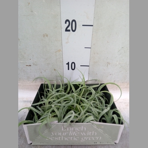 Tillandsia