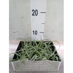 Tillandsia