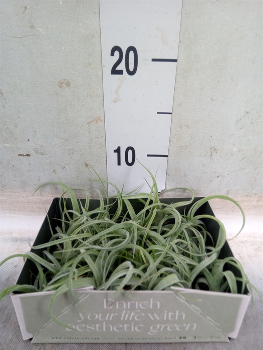 <h4>Tillandsia</h4>