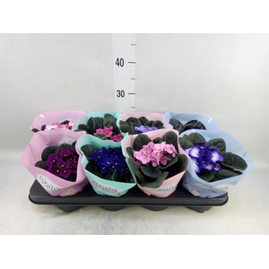 Saintpaulia   ...mix