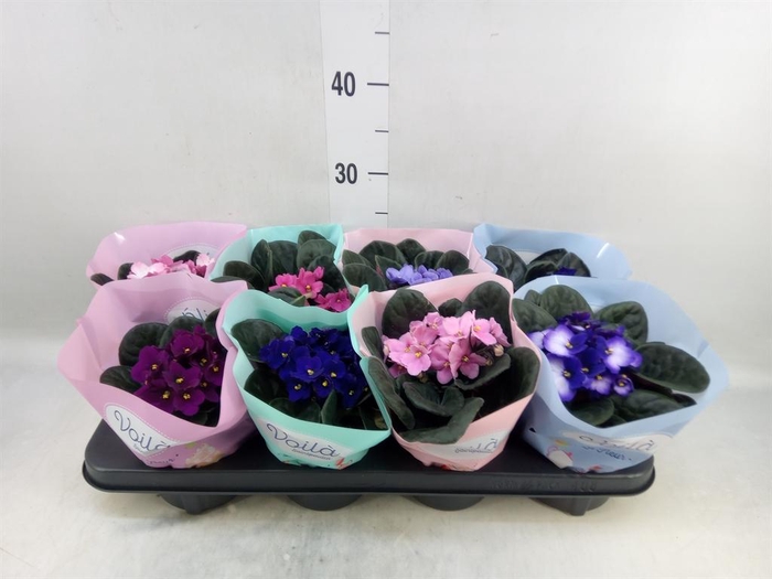 <h4>Saintpaulia ...mix</h4>