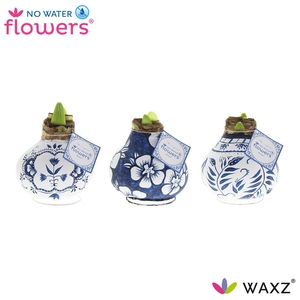 arr4 Amaryllis VH - Waxz Delfts Blauw Mix