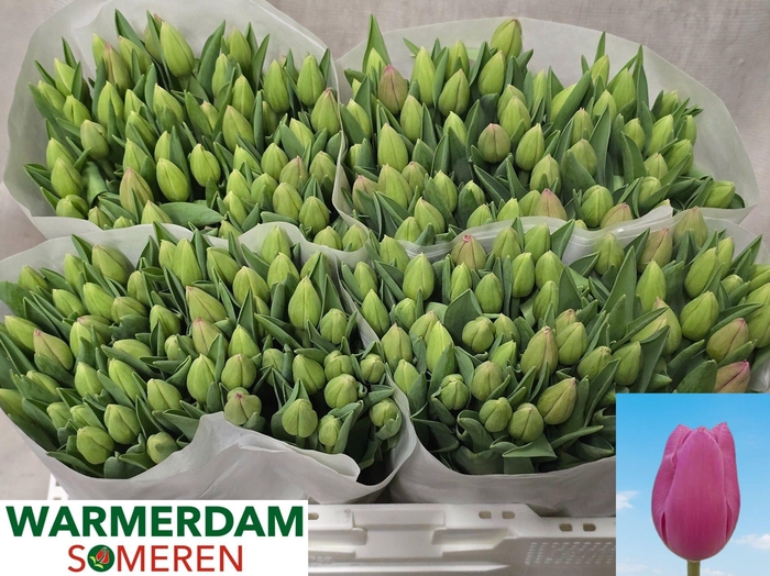 <h4>TU EN PINK TWIST</h4>