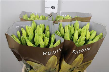 <h4>Li La Rodin</h4>