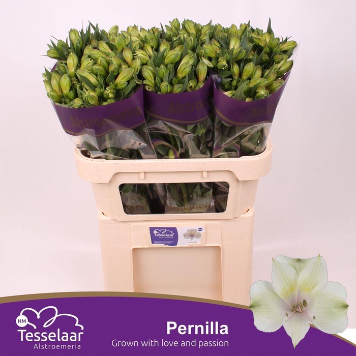 <h4>Alstroemeria pernilla</h4>