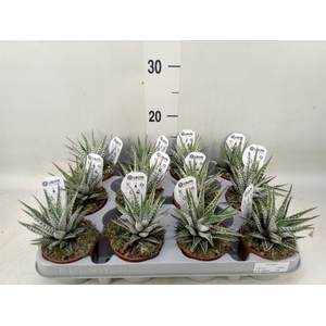 Haworthia fasciata 'Alba'