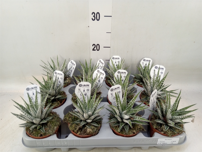 <h4>Haworthia fasciata 'Alba'</h4>