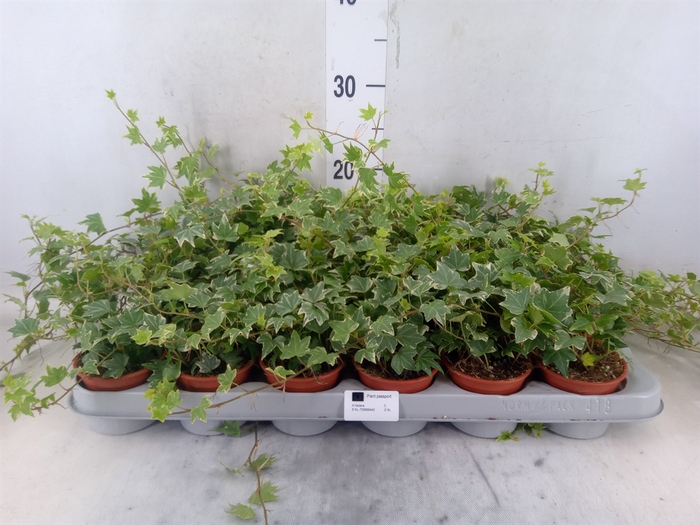 <h4>Hedera helix 'White Ripple'</h4>