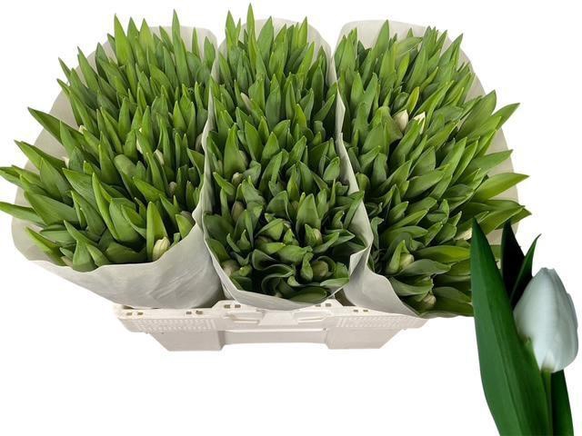 <h4>TU EN ROYAL VIRGIN</h4>